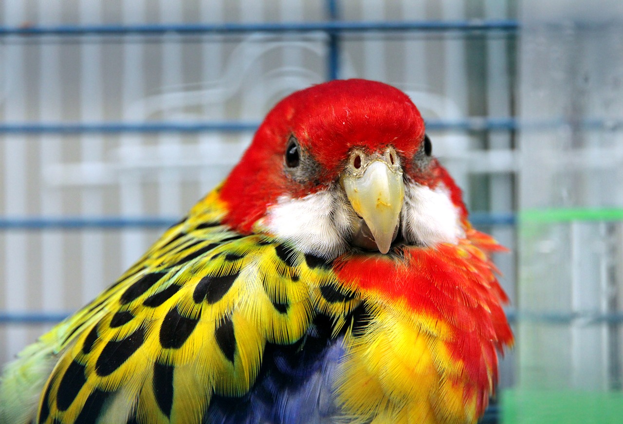 Quel oiseau acheter en animalerie ?